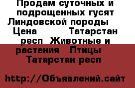 Продам суточных и подрощенных гусят Линдовской породы.  › Цена ­ 250 - Татарстан респ. Животные и растения » Птицы   . Татарстан респ.